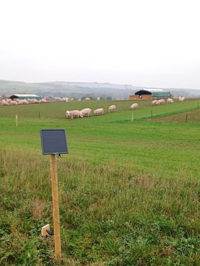 Cranwick Wold Breeds