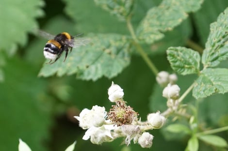 bumble-bee-2413799_1920