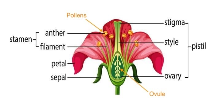 diagram-of-flower-(1)-1